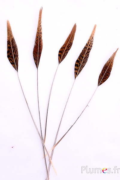 Faisan doré flèche - 20-25 cm - naturel